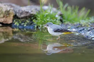 Brais Seara Fernandez: Grey Wagtail (Motacilla cinerea) ~ looking for food on river shore ~ Castilla y Leon