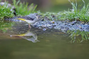 Brais Seara Fernandez: Grey Wagtail (Motacilla cinerea) ~ looking for food on river shore ~ Castilla y Leon