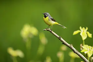 Vince Burton: Grey wagtail (Motacilla cinerea) male feeding young