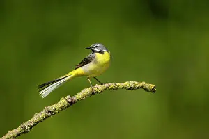 Vince Burton: Grey wagtail (Motacilla cinerea) male feeding young