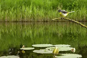 Vince Burton: Grey wagtail (Motacilla cinerea) male feeding young