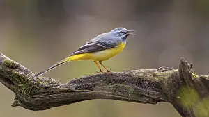 Singing: Grey Wagtail (Motacilla cinerea) male singing