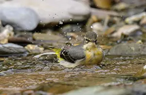 Cleaning: Grey wagtail, Motacilla cinerea, washing and pre