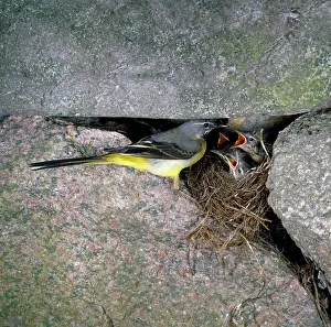 Karin Laub: Grey Wagtail - At nest with chicks