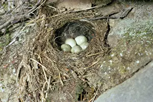 Sid Roberts: Grey Wagtail - Nest with eggs