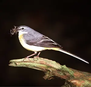 Zdenek Tunka: GREY WAGTAIL - at night, with flies in mouth