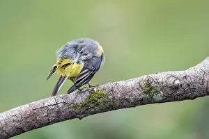 David Chapman: Grey Wagtail - Preening - UK