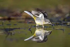 Wagtails: Grey Wagtail - with Reflection - Cornwall - UK