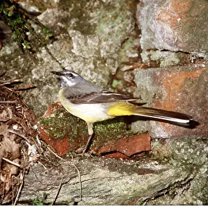 Zdenek Tunka: GREY WAGTAIL - standing on rock ledge