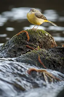030517: Grey Wagtail over stone in waterfall Arnoia river Galic