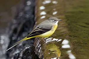 Wagtails: Grey Wagtail - in water