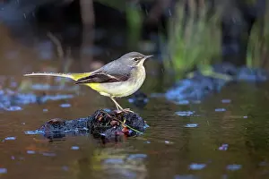David Chapman: GRey Wagtail - Winter Plumage - in Rain - UK
