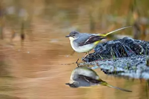 David Chapman: Grey Wagtail - Winter - UK