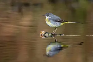 David Chapman: Grey Wagtail - Young Male - UK