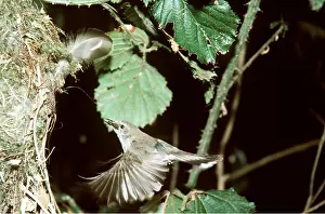 Returning: GREY WARBLER - in flight, returning to nest with food