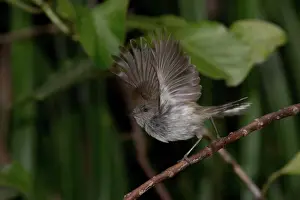 Auckland: Grey Warbler - wings raised - In forest in the Waitakere