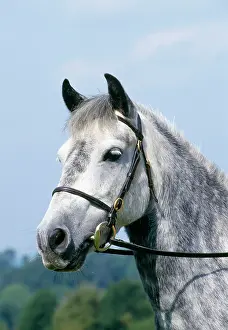 Bridles: Grey Welsh PONY