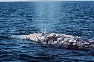 Blowing: GREY WHALE - blowing