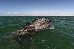 Robustus: Grey Whale calf