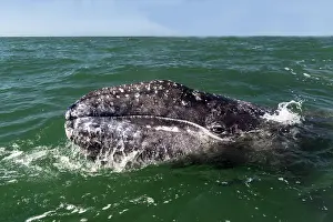 Robustus: Grey Whale calf