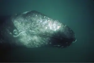 Grey Whale - Calf