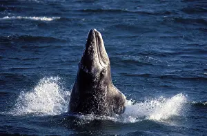 Hopping: Grey Whale - Calf, Breaching