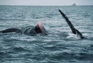 Francois Gohier: GREY WHALE - courting showing penis above water