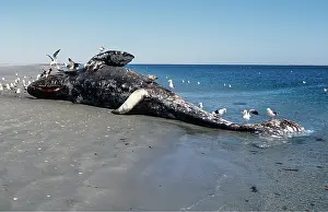 Scavenging: GREY WHALE - dead, stranded on beach