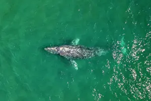 Robustus: Grey whale (Eschrichtius robustus) aerial, Magdalena
