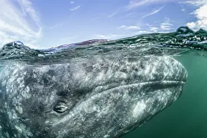 Robustus: Grey whale (Eschrichtius robustus) surfacing, Magdalena