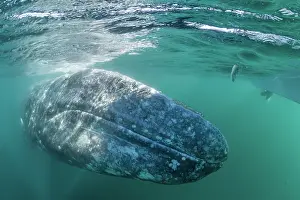 Robustus: Grey whale (Eschrichtius robustus) underwater, Magdalena