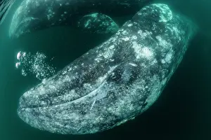 Robustus: Grey whale (Eschrichtius robustus) underwater upside