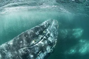 Robustus: Grey whale (Eschrichtius robustus) underwater upside