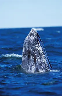 Robustus: Grey Whale or Gray Whale (eschrichtius robustus)