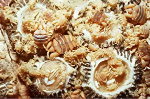Ugly: Grey whale LOUSE - lice on barnacles (Cryptolepas