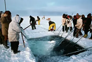 Rescues: Grey WHALE Rescue - Esquimo crew cutting pack-ice
