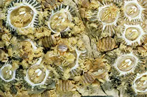 Lice: Grey Whale - showing close-up of Barnacle (Cryptolepas