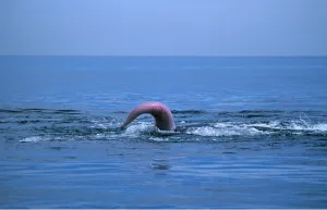 Seascapes: Grey WHALE - shows penis above water