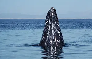 Hopping: GREY WHALE - spy-hopping