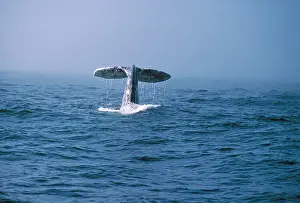 Appearing: Grey Whale - tail appearing above water