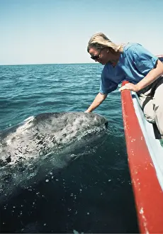 Francois Gohier: GREY WHALE being touched by tourist