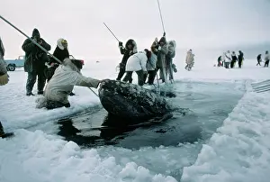 Rescues: GREY WHALE - trapped in ice
