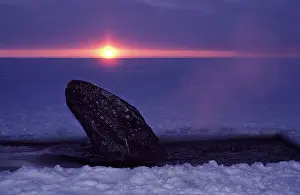 Rescues: Grey WHALE - trapped in ice, hole cut by people