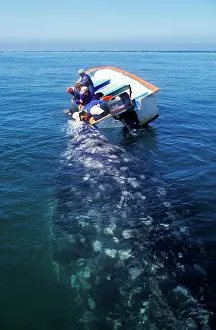 Watchers: Grey Whale - & whale watchers touching whale