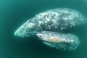 Robustus: Two Grey whales (Eschrichtius robustus) underwater