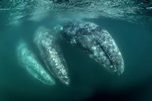 Robustus: Three Grey whales (Eschrichtius robustus) underwater