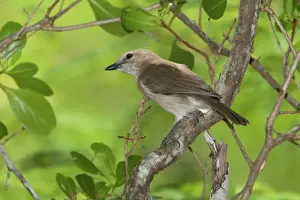 Simplex: Grey Whistler - in a mangrove bush