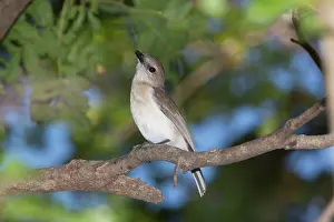 Riverine: Grey Whistler - perched on a branch in riverine