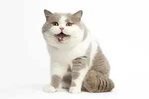 Meowing: Grey and white British cat in the studio