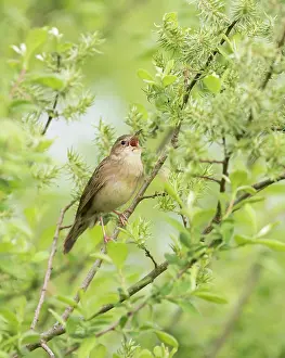 Locustella: Grey Willow